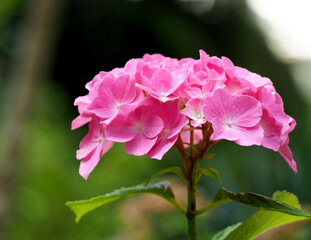 a lot of small pink hydrangea flowers on a branch with leaves in the garden on a summer day. side view