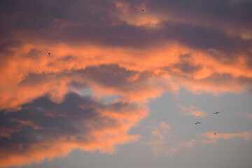orange red clouds at sunset and birds flying in the distance