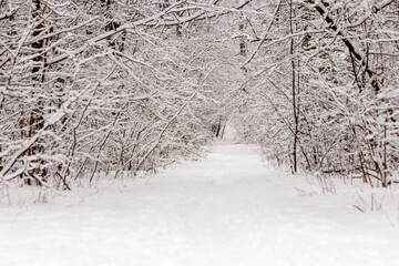 Beautiful winter forest with a beaten path