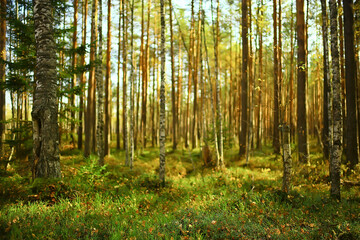 Fototapeta na wymiar summer landscape in forest background panorama nature summer season landscape trees