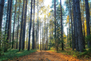 summer landscape in forest background panorama nature summer season landscape trees