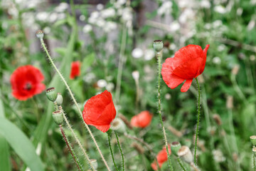 wonderful red poppies in green grass