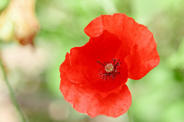 wonderful red poppies in green grass