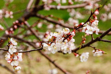 beautifully flowering cherry branches on which the bees sit