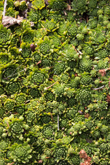 Motif  mur de plantes succulentes extérieures