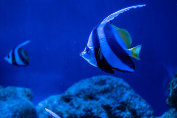 Fototapeta premium Heniochus intermedius fish