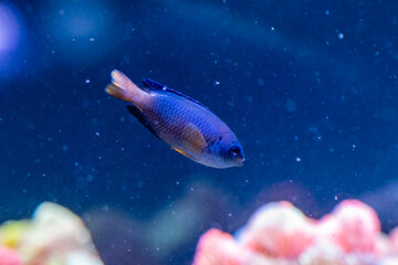 beautiful fish Chrysiptera Parasema