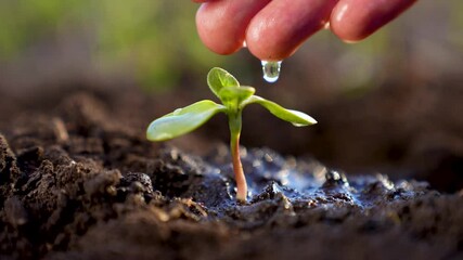 Agriculture. Farmer hand watering green sprout. Germ of plant in soil. Watering green sprout. New life. Plant embryo in fertile soil. Farmer hand watering plant. Agriculture concept. New life concept