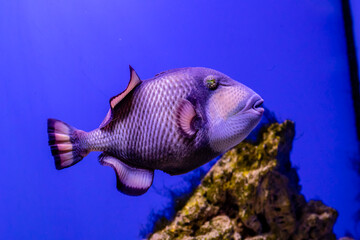 Balistoides viridescens fish