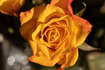 Fototapeta Żółta róża z bliska, zdjęcie w pełni rozwiniętego kwiatu obraz