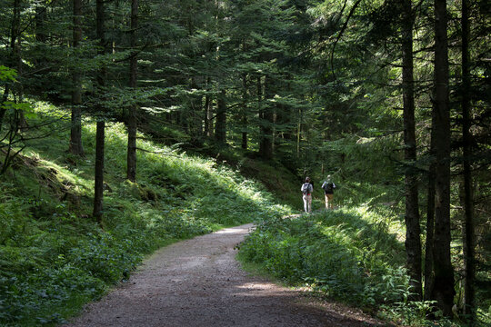 Couple de randonneurs promeneurs en for&ecirc;t