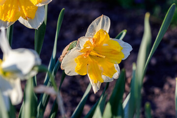 beautiful summer Split-crowned daffodils Split-Corona