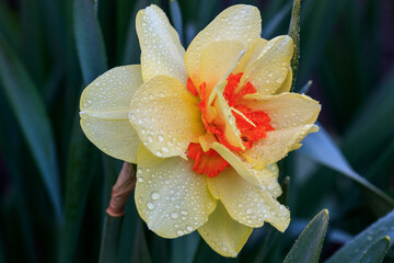 beautiful summer terry daffodils