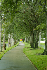 Fototapeta na wymiar Green tree orchards alongside a pathway in a park of Fort Lauderdale, Florida, USA