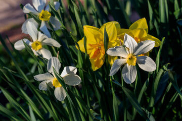 beautiful summer Poeticus daffodils
