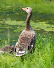 goose on a meadow