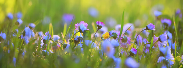flowers daisies background summer nature, field green flowering colorful daisies