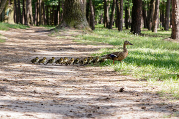 duck with ducklings move to the pond