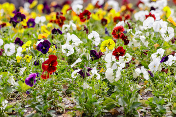 beautiful multi-colored flowers on the flower bed field