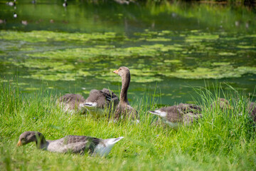 Ducks on the river bank
