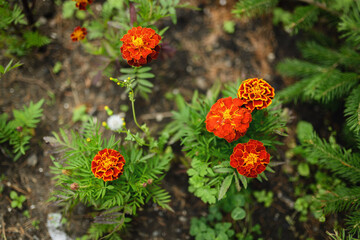Orange flowers (Marigolds). In the garden on a sunny day. Selective focus with shallow depth of field.