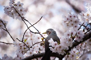 spring tree cherry blossom branch with bird