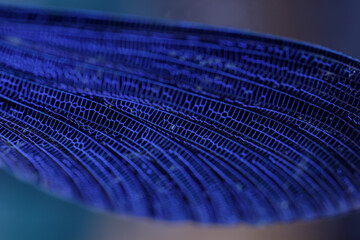 Close-up detailed macro shot of a dragonfly wing. Image of an insect wing.