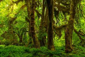 Olympic National Park/Hoh Rainforest. Trees covered in moss in a temperate Hoh Rain Forest.