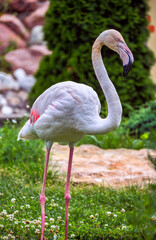 A close-up of a pink flamingo standing on two legs. Selective focus, blurred green background of lush grass and bushes. Ornithology, beauty in nature, animals in the wild, vacation.
