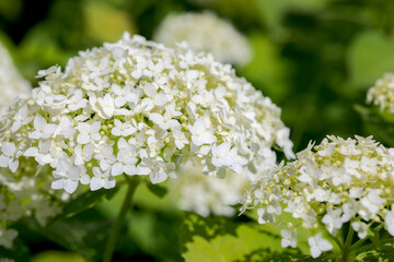 Beautiful white hydrangea flowers in the garden. Hydrangea blooms in summer.
