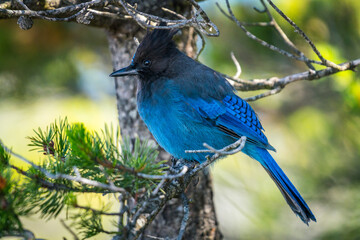 Steller's Jay (Cyanocitta stelleri) sitting on a tree