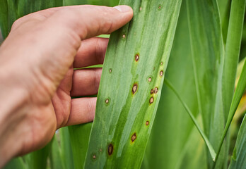 Fungal spots on leaves. Common Plant Diseases. Black spot or blotches on garden plant. Blight...