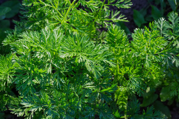 Leaves of carrot covered with dew on field close-up