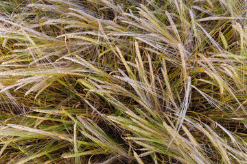 Top view of ripening barley on a field, close-up
