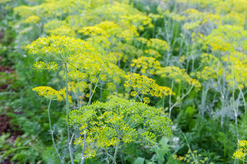 Flowering dill with umbel inflorescences covered with morning dew