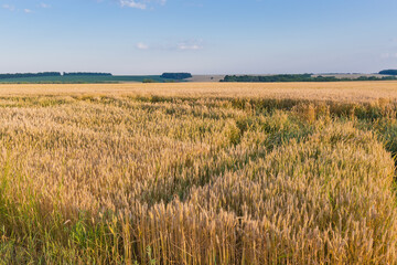 Section of field of ripening wheat against the evening sky