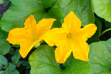 Flowers of the vegetable marrow on a plantation in morning