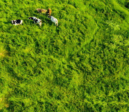 mucche pascolo montagna erba verde foto aerea drone