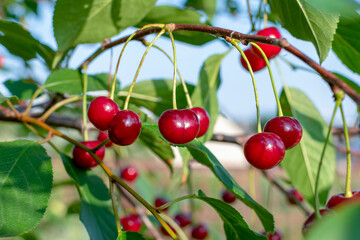 Sweet cherry red berries on a tree branch close up