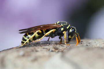 European Paper wasp, Polistes dominula on the pink background