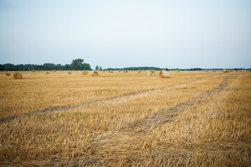 Fototapeta na wymiar field of wheat in the field