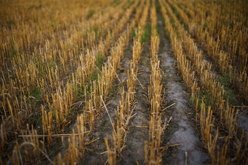 Fototapeta premium golden wheat field in summer