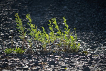 Gräser und Kräuter im Detail als Ausschnitt der Natur in einer felsigen oder steinigen Fläche bei Gegenlicht, Pionierpflanzen einer Halde aus Abraum und Schutt