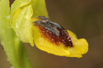 Detalle de la flor de una orquídea silvestre (Ophrys lutea), con gotas de rocío.
