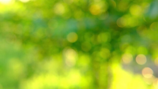 Nature abstract green and yellow gold bokeh blurred background,Sunlight shining to the leaves under the tree.Beautiful nature bokeh background of blurry sunset landscape and defocused round particles
