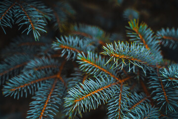 Spruce branches background. Christmas pine tree wallpaper. Copy space