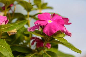 Pink periwinkle flowers