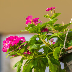 Pink periwinkle flowers at sunrise