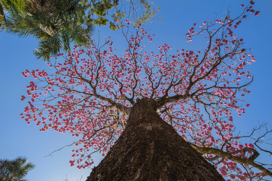Brazilian Savannah Flower
Very pink, this flower is common in brazilian savannah.