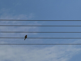 Bird on the wire like note on the sheet music with sky background